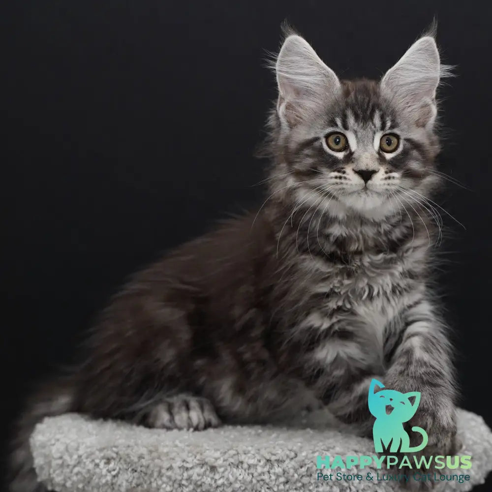 Urman Maine Coon polydactyl 6x6x6x6 male black silver tabby - live animals