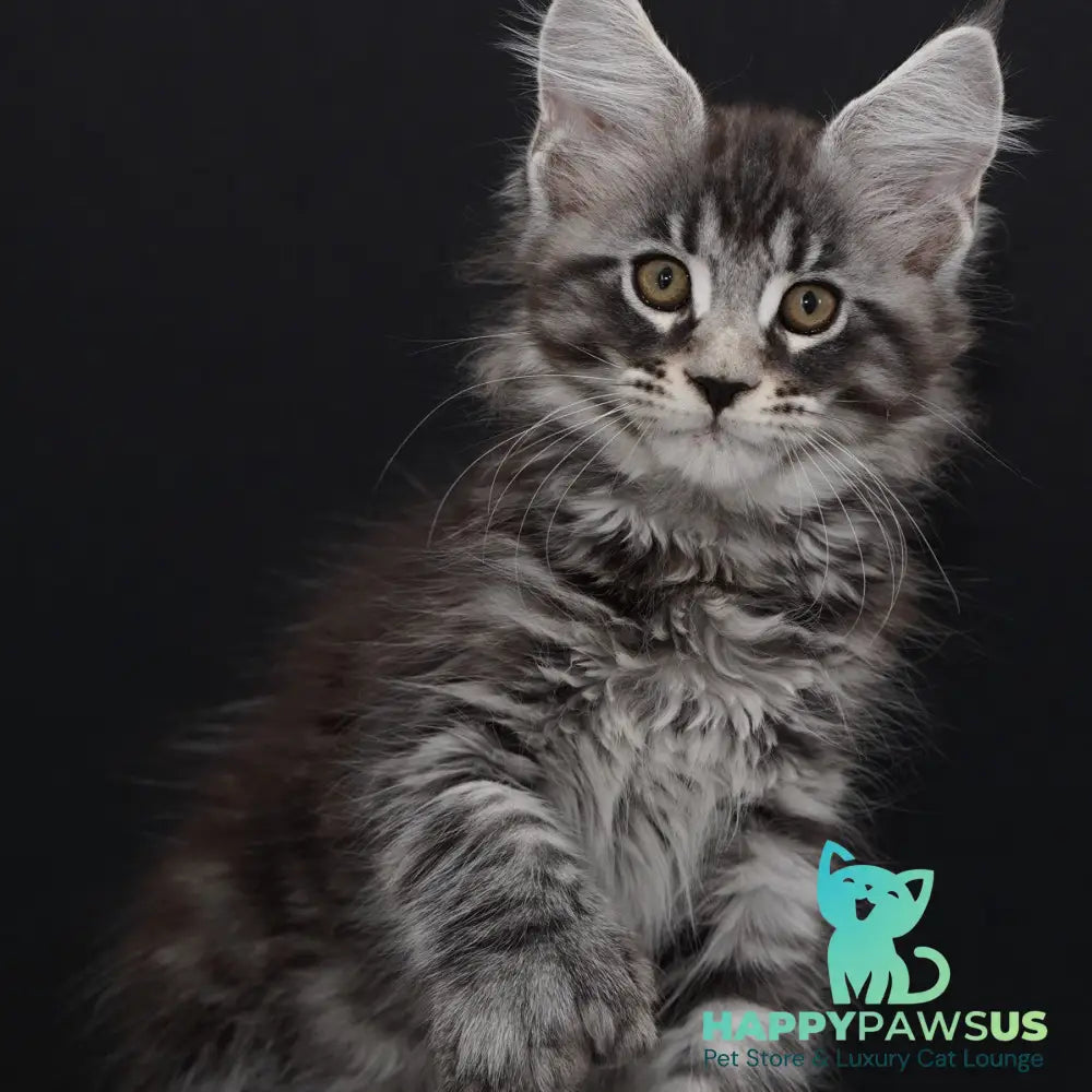 Urman Maine Coon polydactyl 6x6x6x6 male black silver tabby - live animals