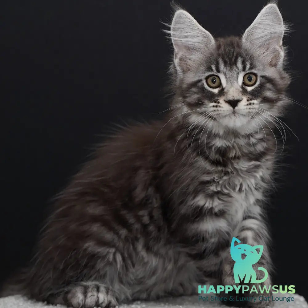 Urman Maine Coon polydactyl 6x6x6x6 male black silver tabby - live animals