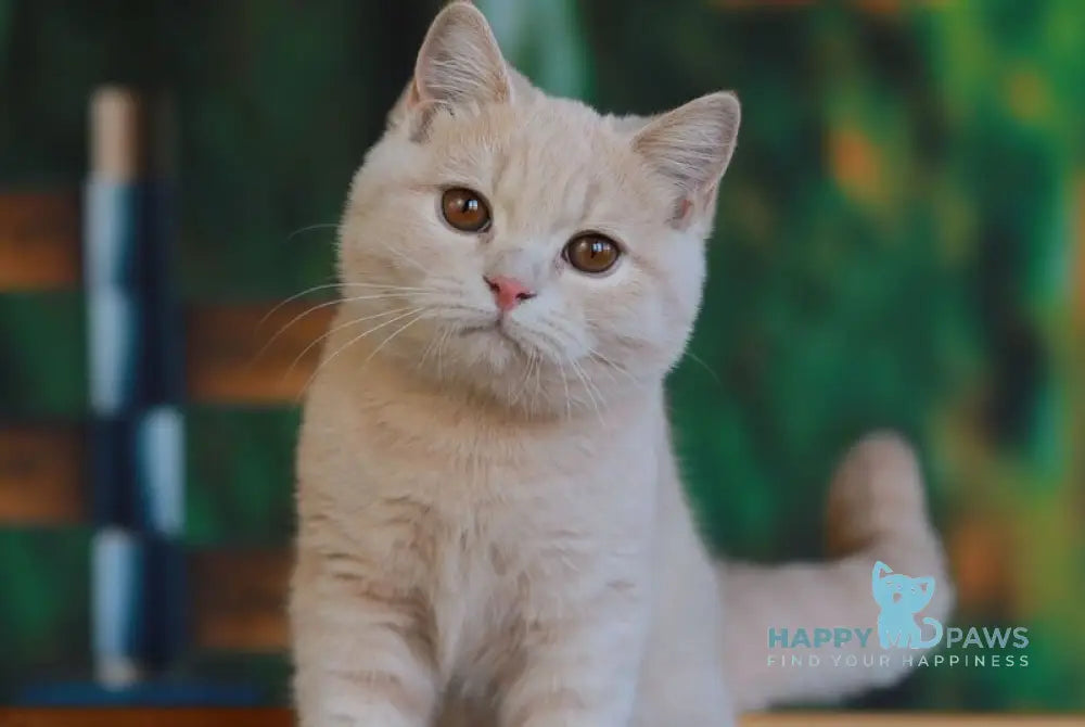 Urmas British Shorthair male cream live animals