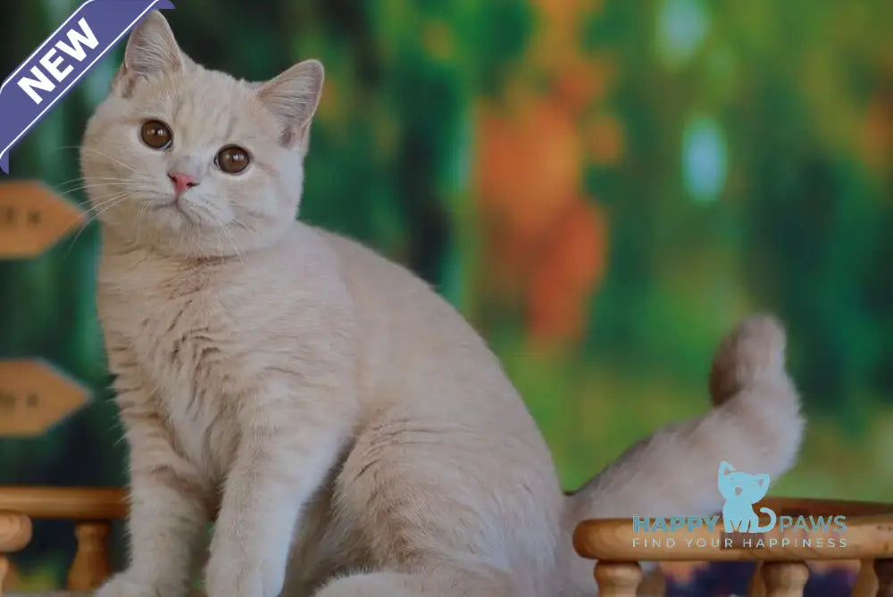 Urmas British Shorthair male cream live animals