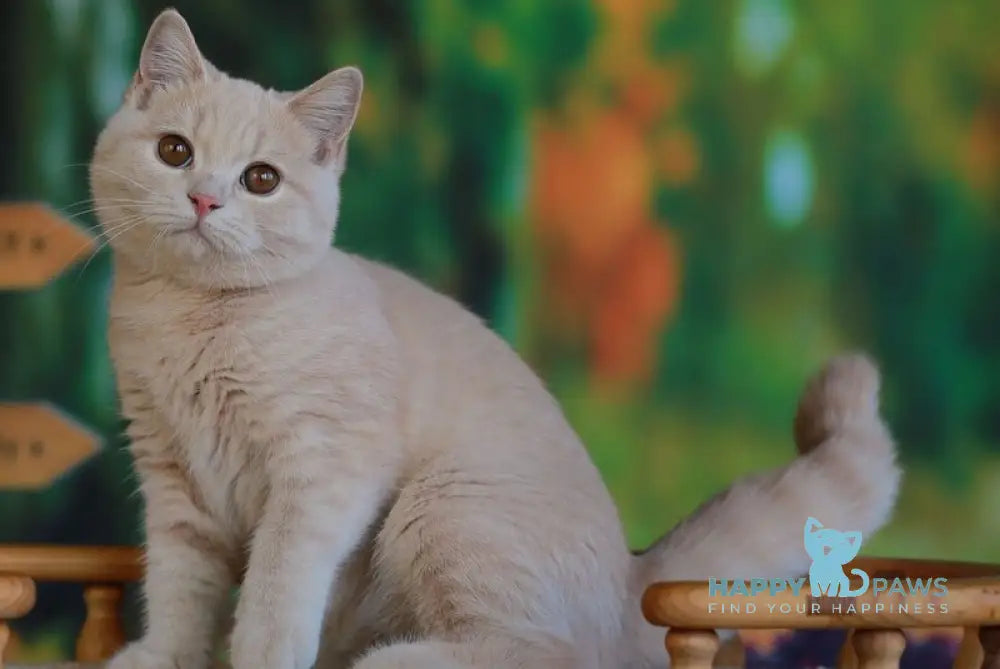 Urmas British Shorthair male cream live animals