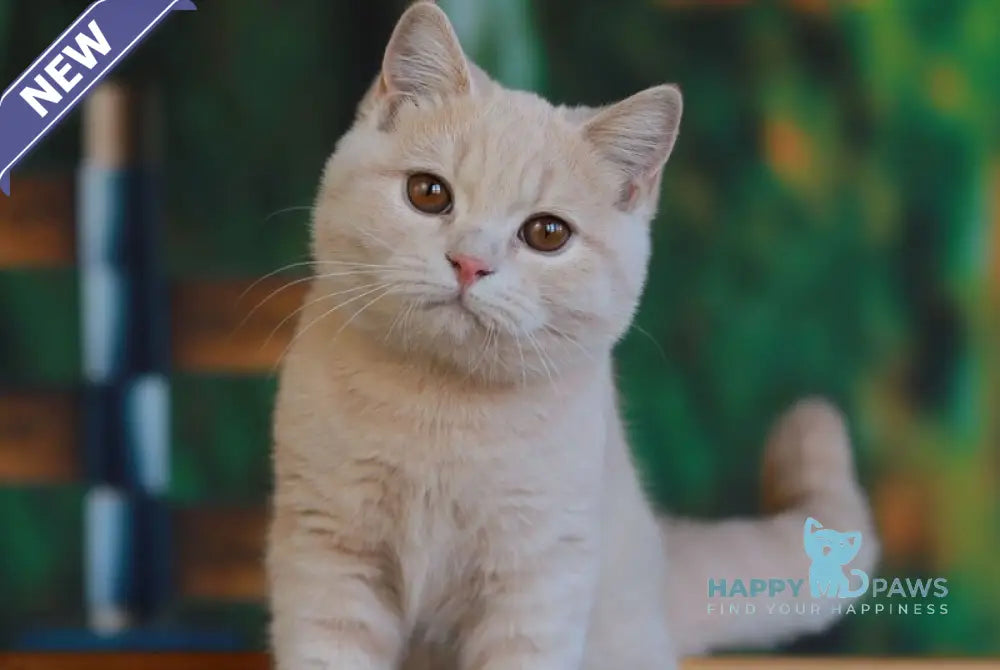 Urmas British Shorthair male cream live animals