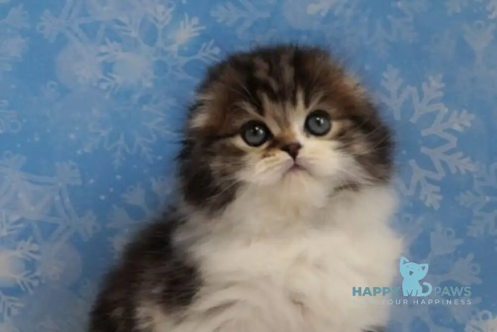 Urmas Scottish Fold male black tabby bicolour live animals