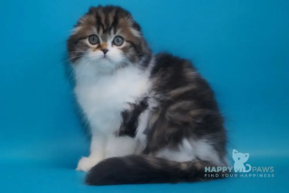 Urmas Scottish Fold male black tabby bicolour live animals