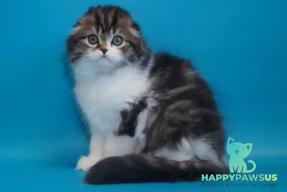 Urmas Scottish Fold male black tabby bicolour live animals