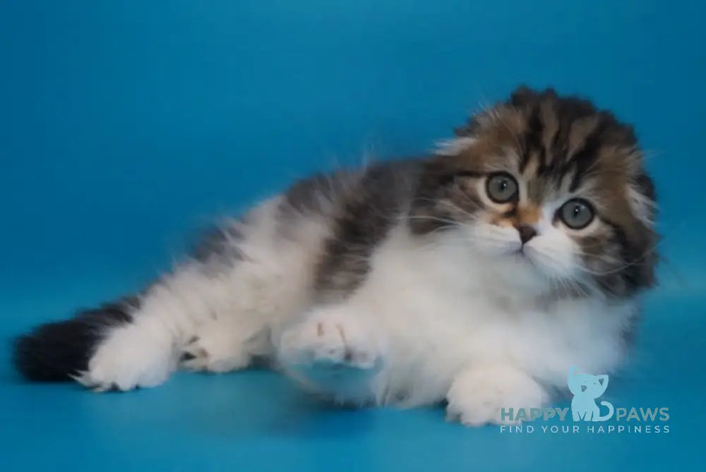 Urmas Scottish Fold male black tabby bicolour live animals