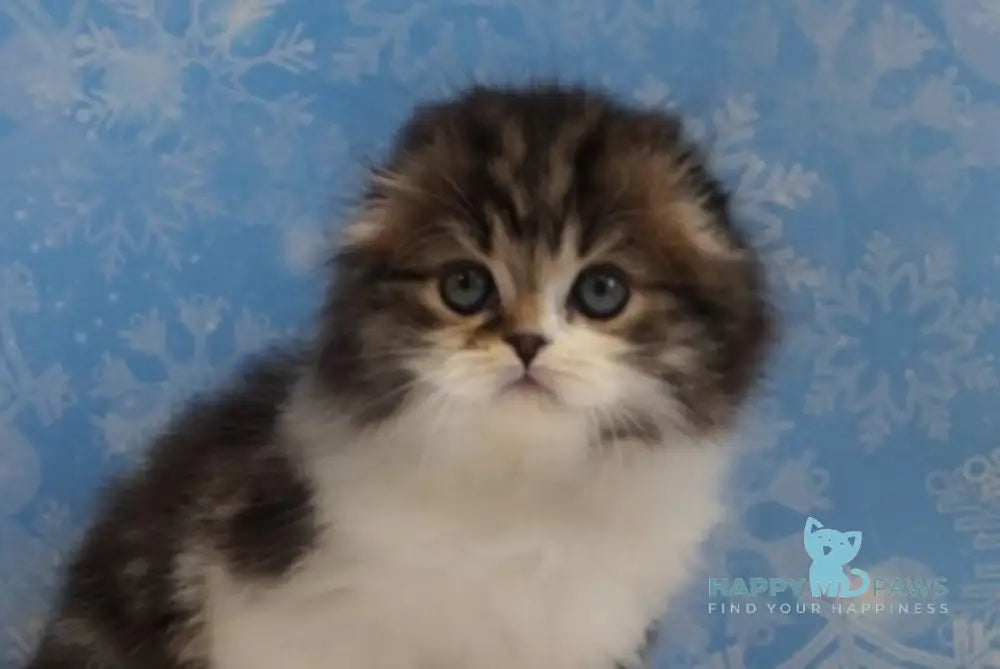 Urmas Scottish Fold male black tabby bicolour live animals