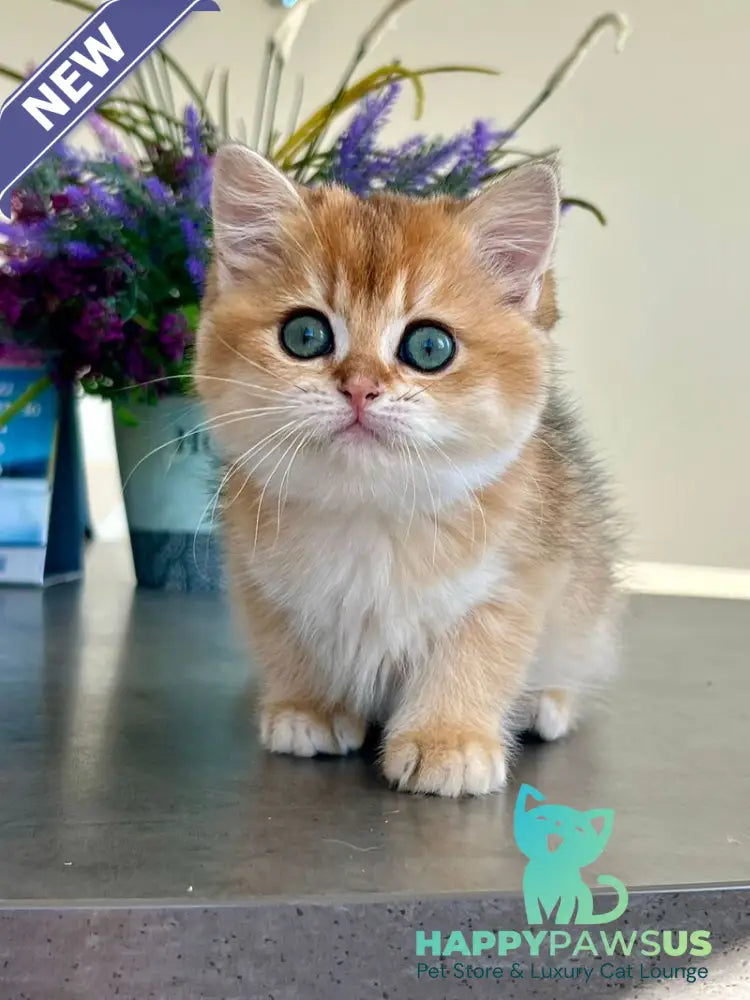 Urmi British Shorthair female black golden shaded - live animals