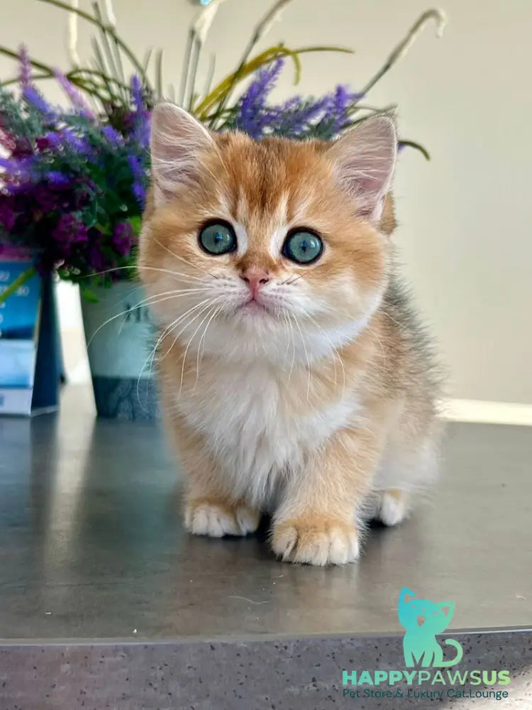 Urmi British Shorthair female black golden shaded - live animals