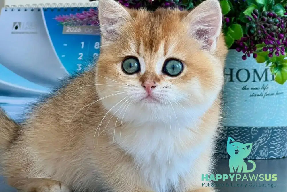 Urmi British Shorthair female black golden shaded - live animals