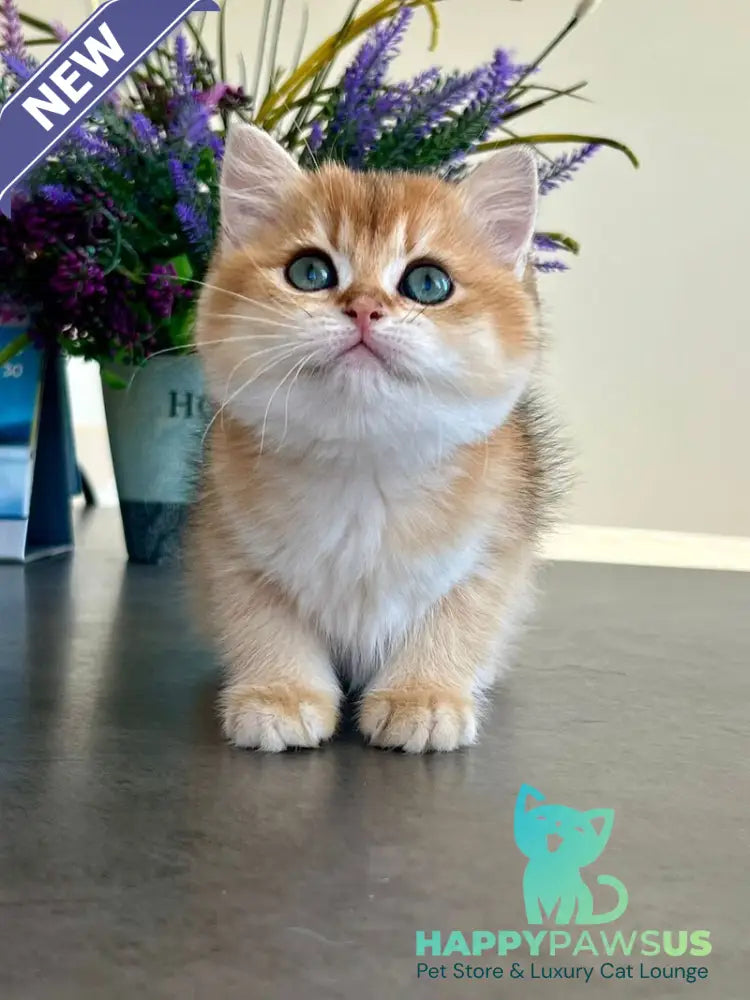 Urmi British Shorthair female black golden shaded - live animals