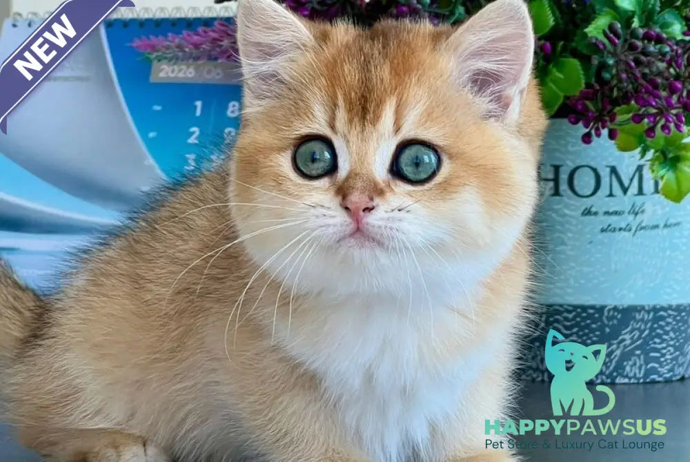 Urmi British Shorthair female black golden shaded - live animals