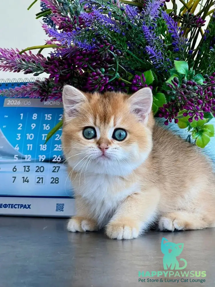 Urmi British Shorthair female black golden shaded - live animals