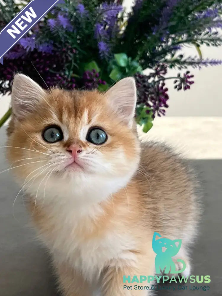 Urmi British Shorthair female black golden shaded - live animals