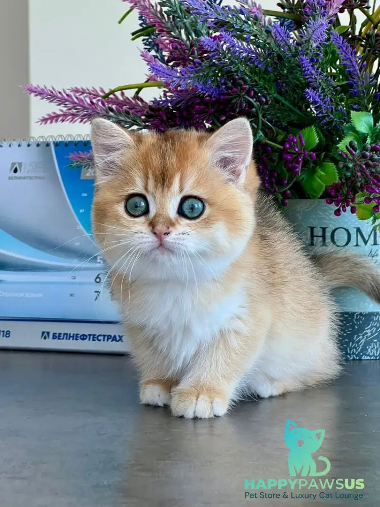 Urmi British Shorthair female black golden shaded - live animals
