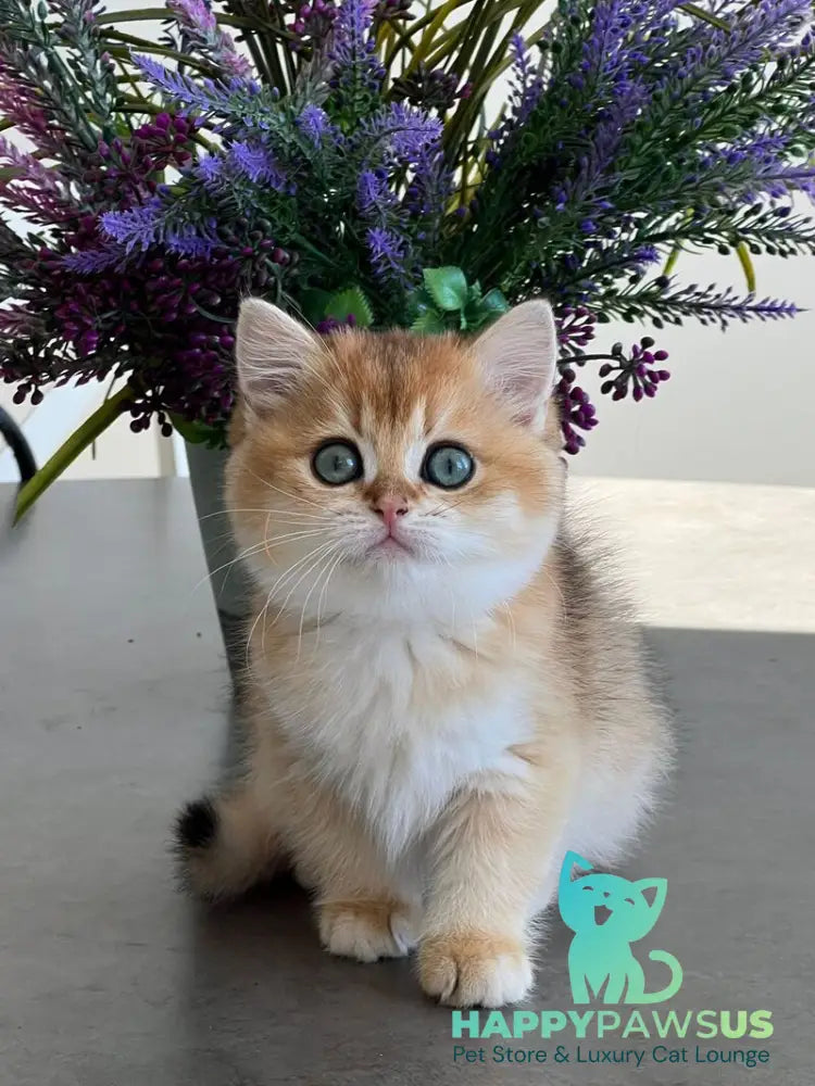 Urmi British Shorthair female black golden shaded - live animals