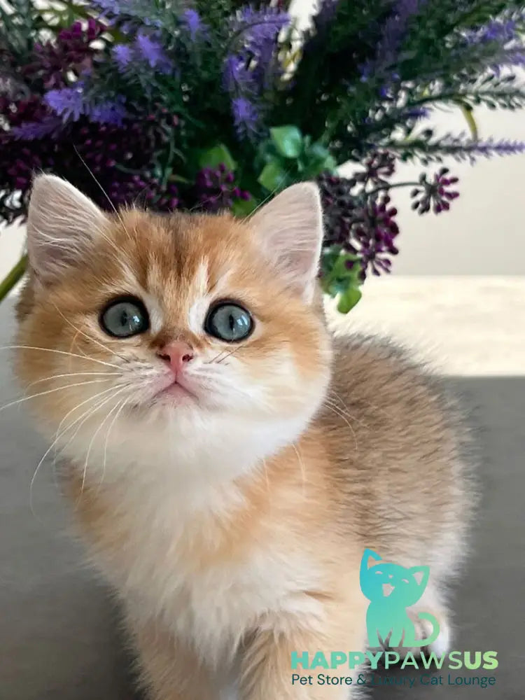 Urmi British Shorthair female black golden shaded - live animals