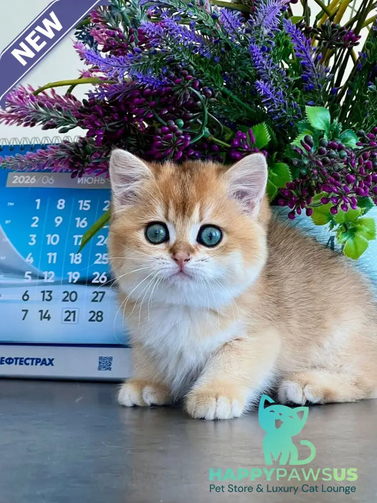 Urmi British Shorthair female black golden shaded - live animals