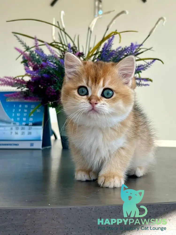 Urmi British Shorthair female black golden shaded - live animals