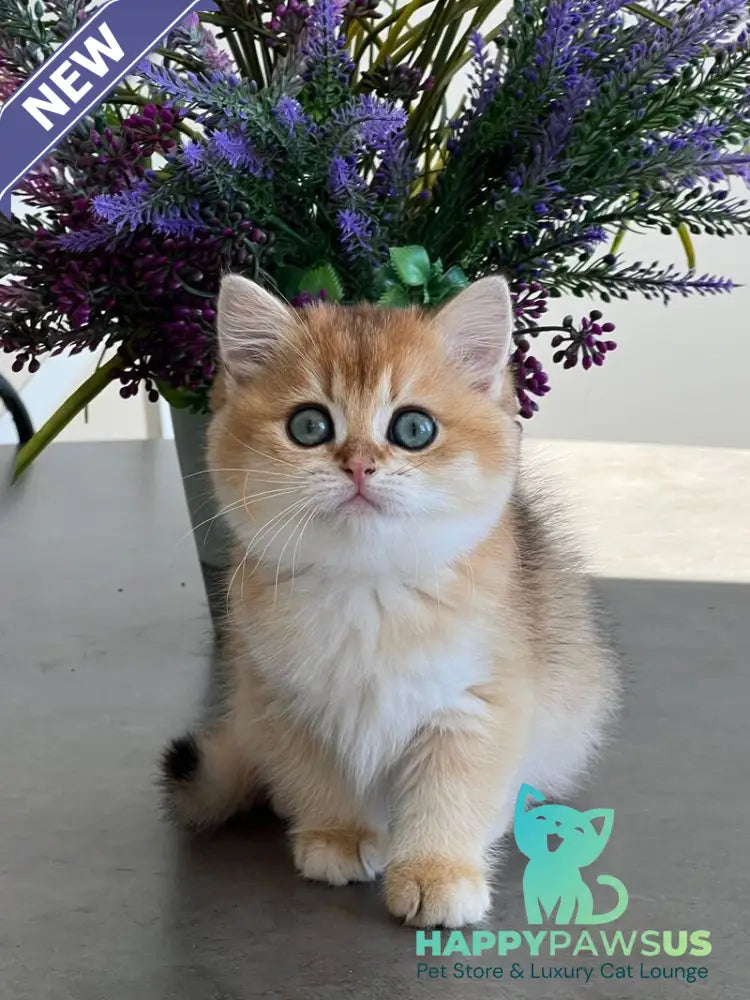Urmi British Shorthair female black golden shaded - live animals