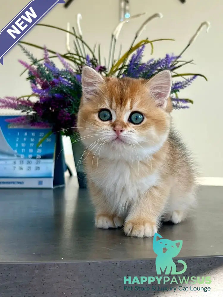 Urmi British Shorthair female black golden shaded - live animals