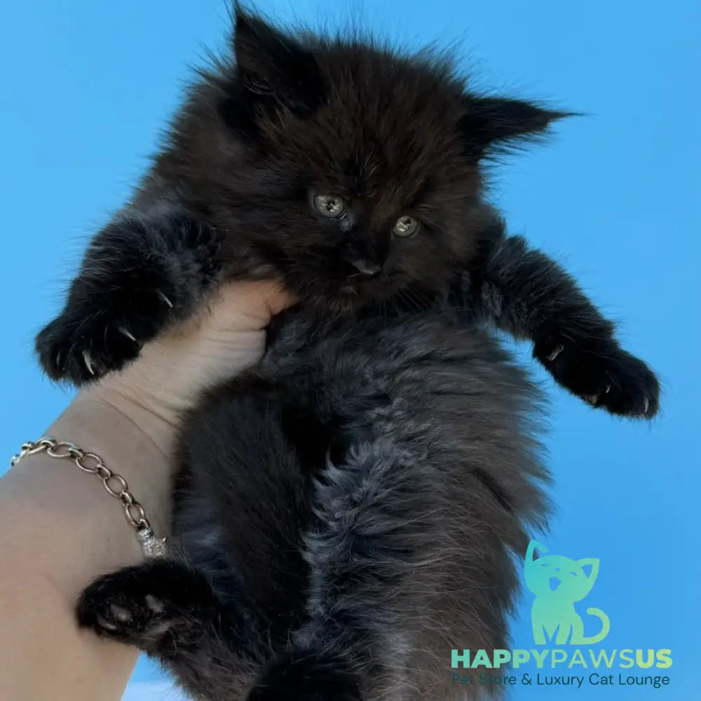 Ursa Maine Coon female black silver - live animals