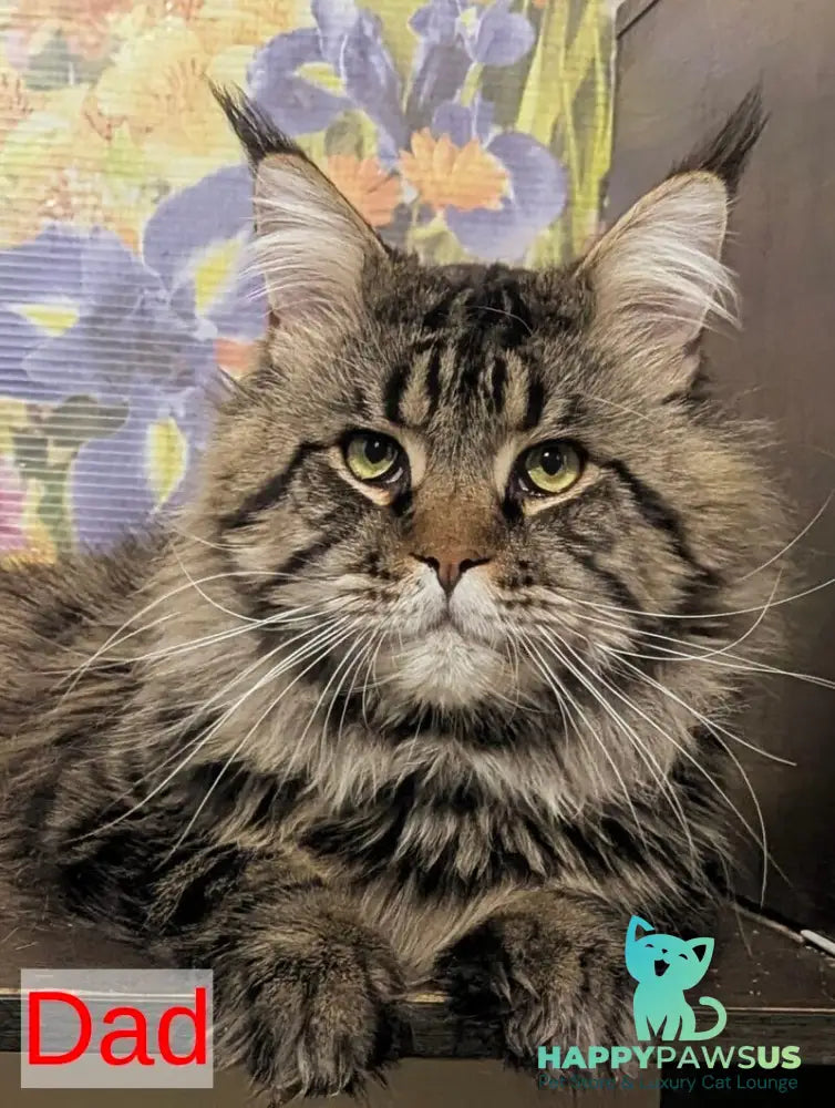 Ursalina Maine Coon female black silver tabby - live animals