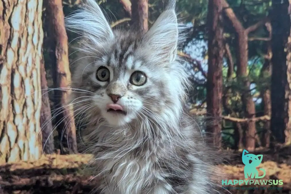 Ursalina Maine Coon female black silver tabby - live animals