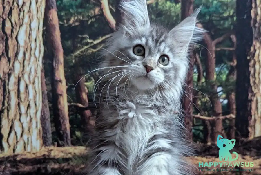 Ursalina Maine Coon female black silver tabby - live animals