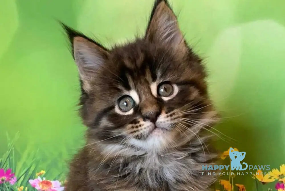 Ursine Maine Coon male black spotted tabby live animals