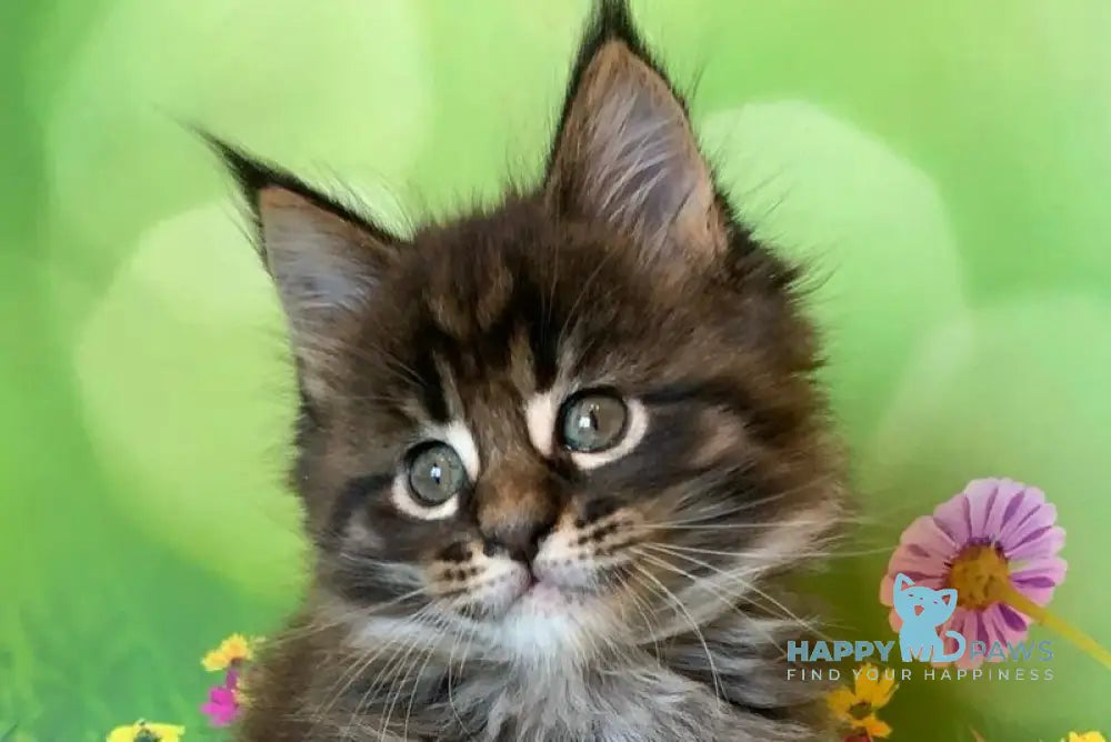 Ursine Maine Coon male black spotted tabby live animals