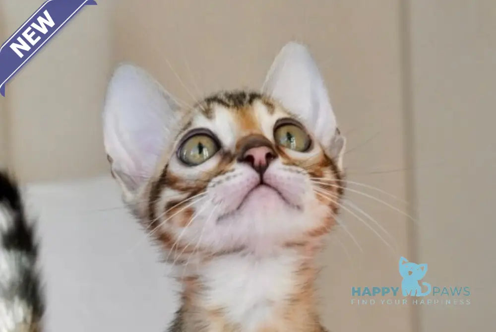 Ursula Bengal female black spotted tabby live animals