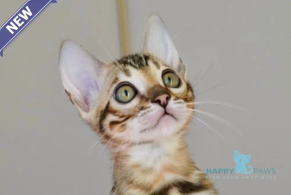 Ursula Bengal female black spotted tabby live animals