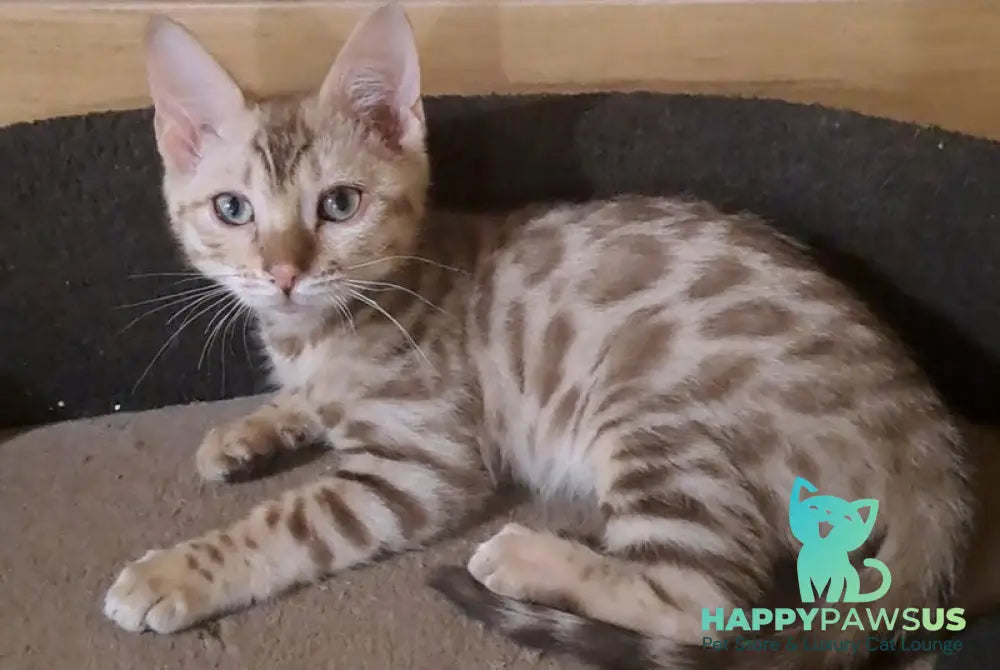 Ursula Bengal female black tabby pointed live animals