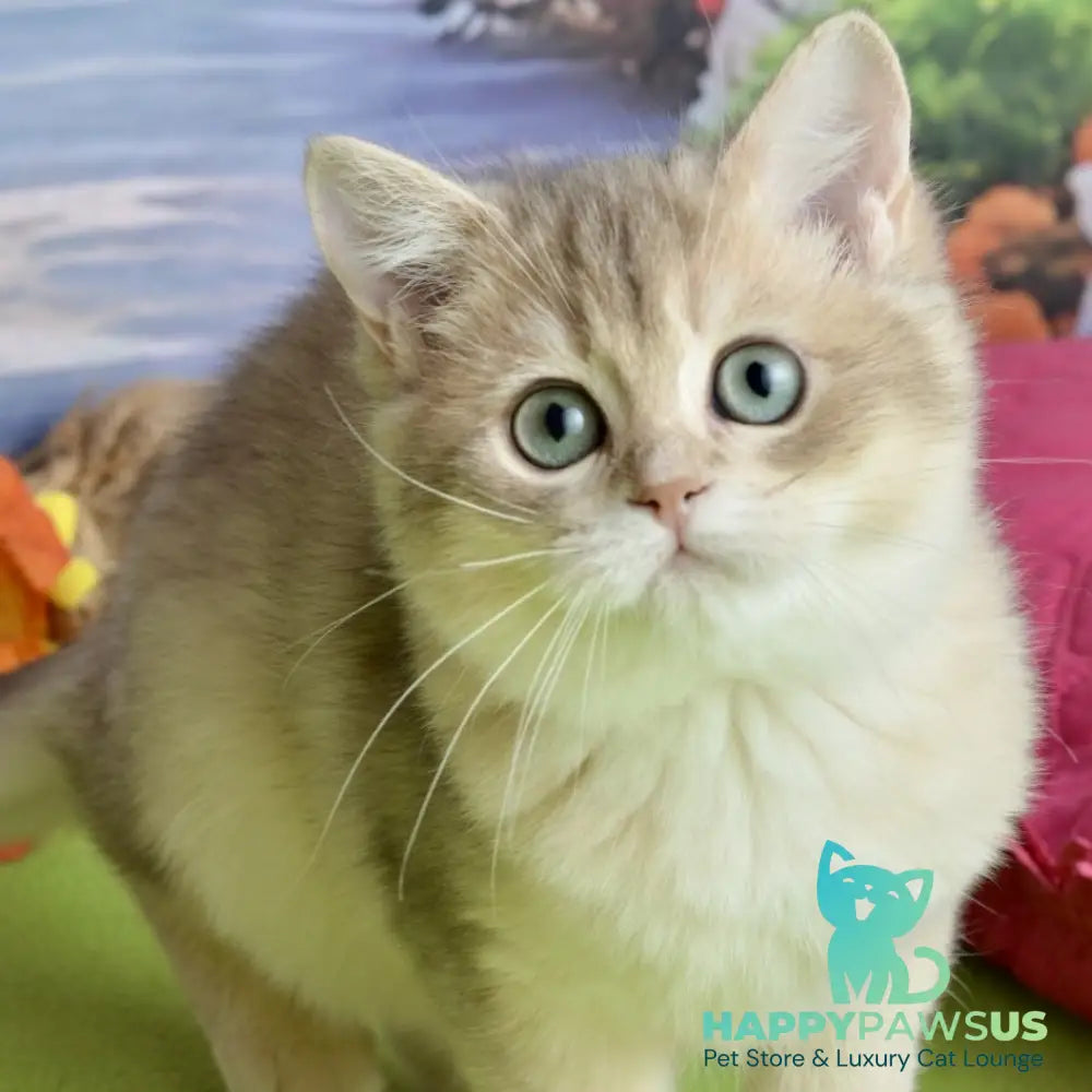 Ursula British Shorthair female blue golden shaded - live animals