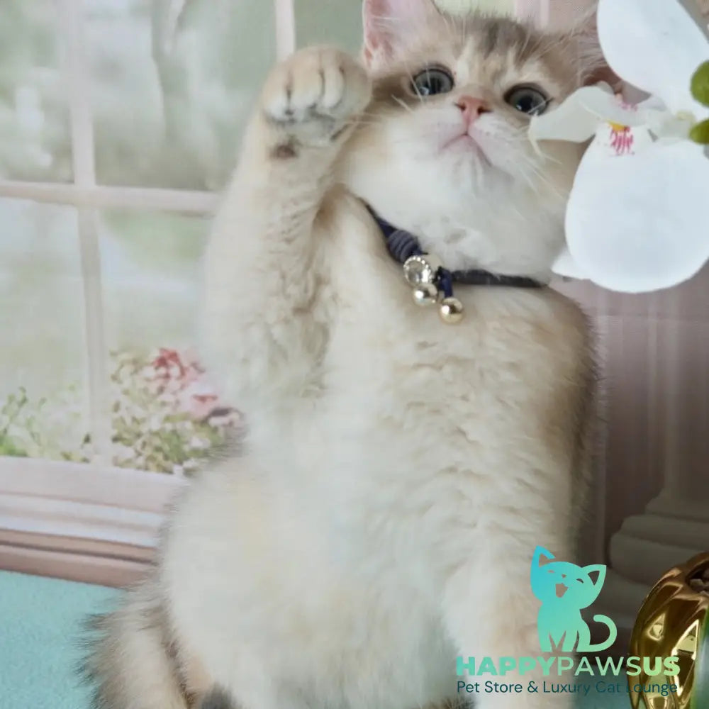 Ursula British Shorthair female blue golden shaded - live animals