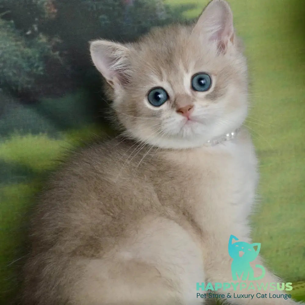 Ursula British Shorthair female blue golden shaded - live animals