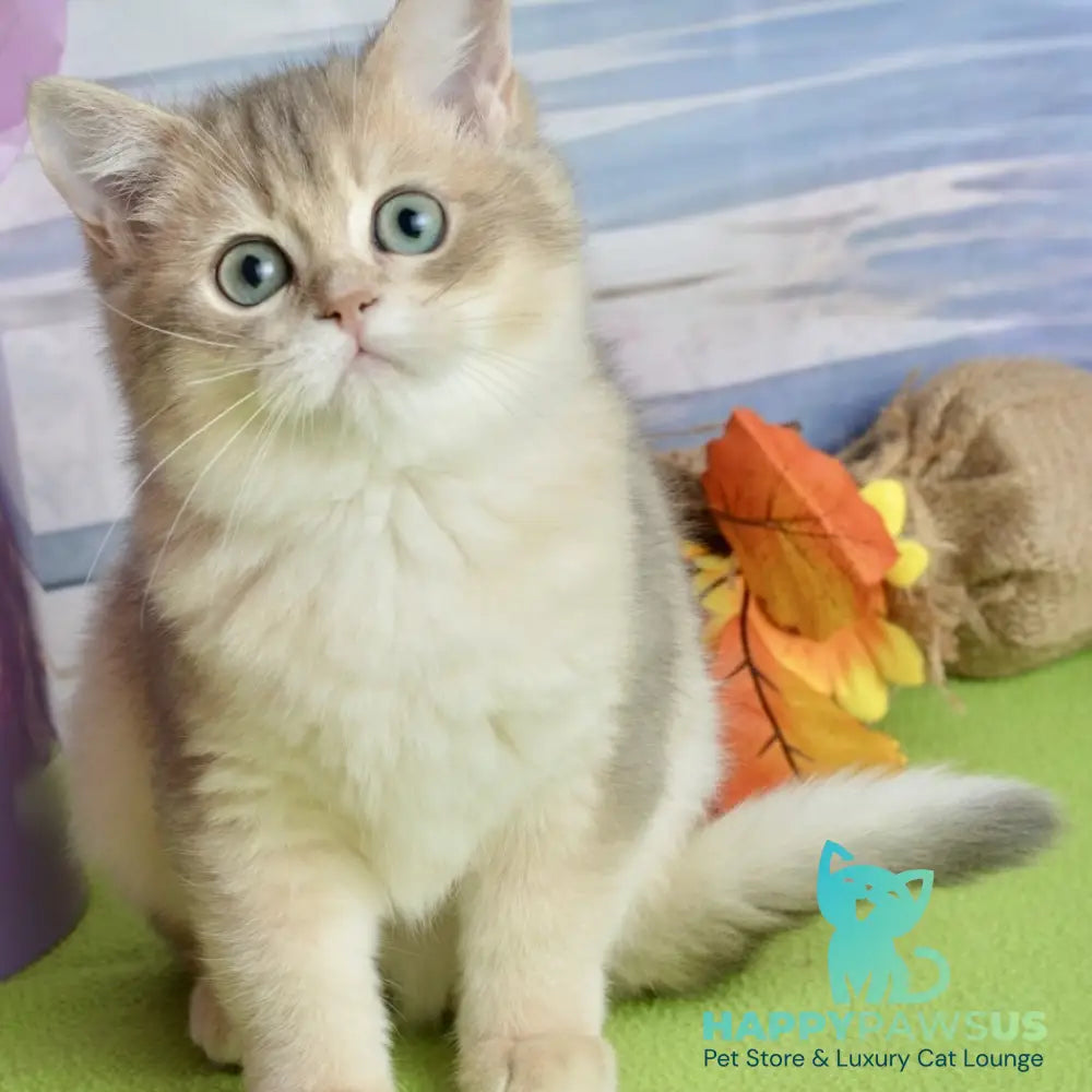 Ursula British Shorthair female blue golden shaded - live animals