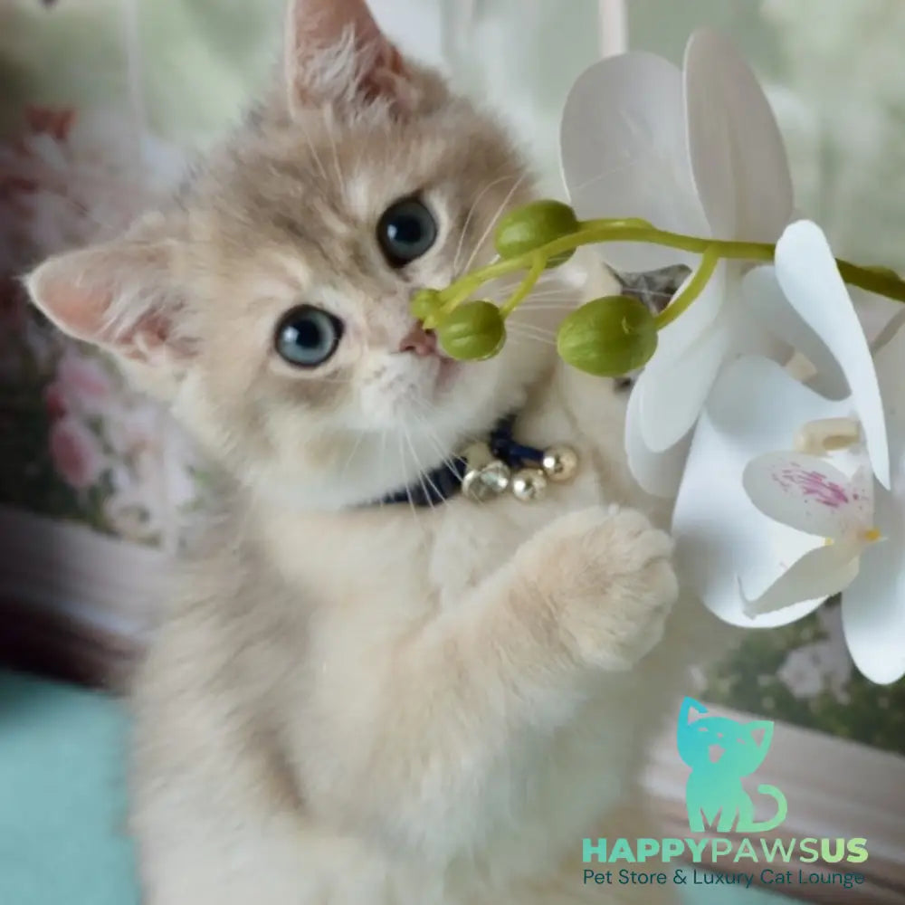 Ursula British Shorthair female blue golden shaded - live animals
