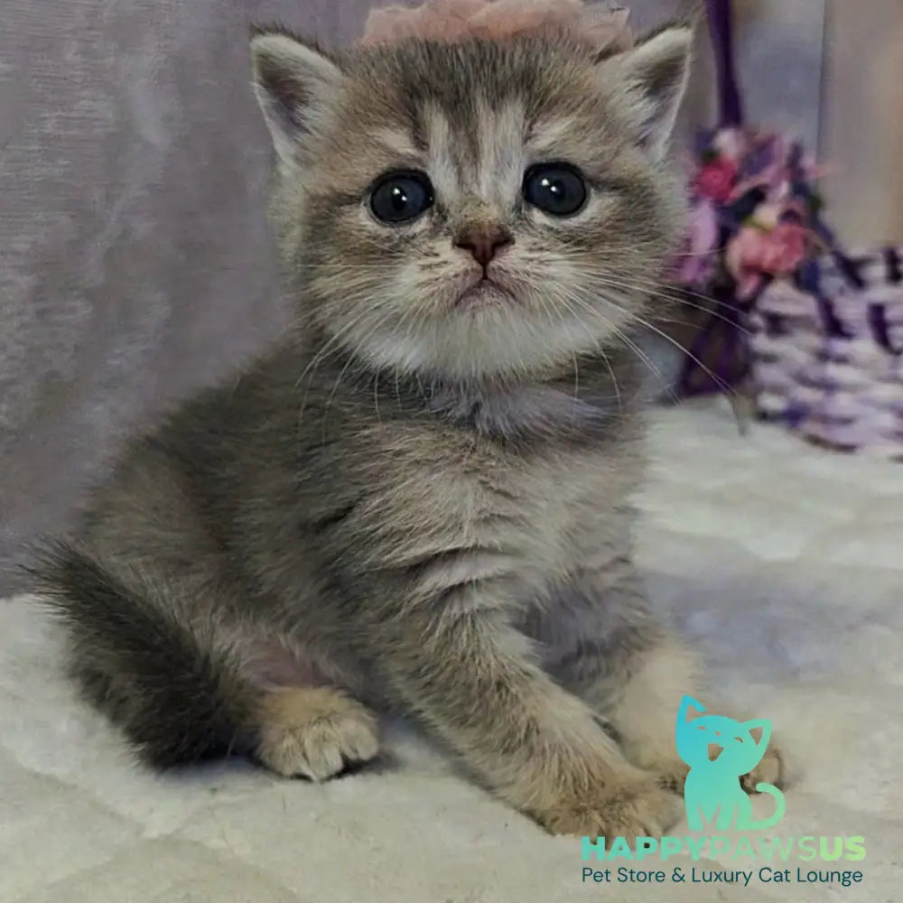 Ursula British Shorthair female blue tortie ticked tabby - live animals