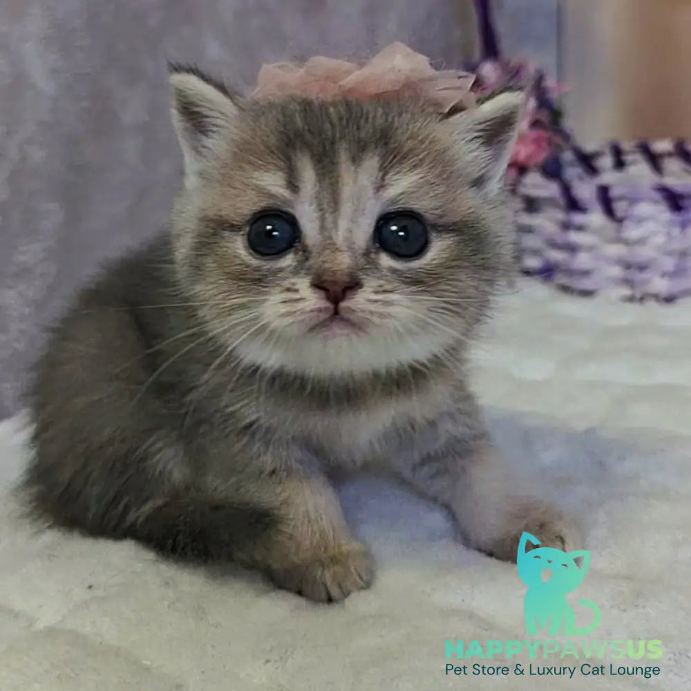 Ursula British Shorthair female blue tortie ticked tabby - live animals