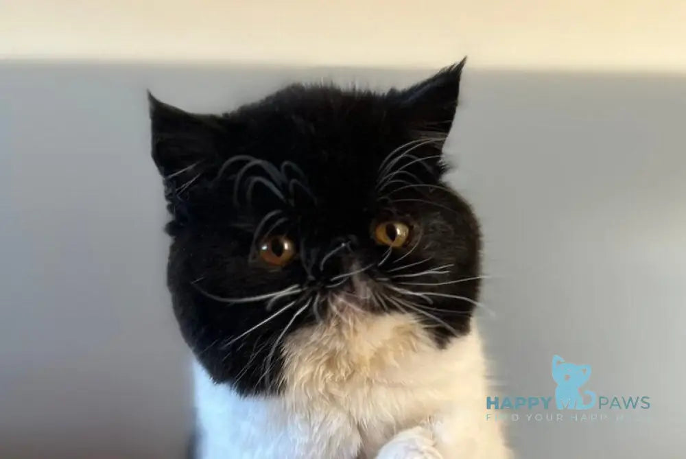 Ursula Exotic female black bicolour live animals