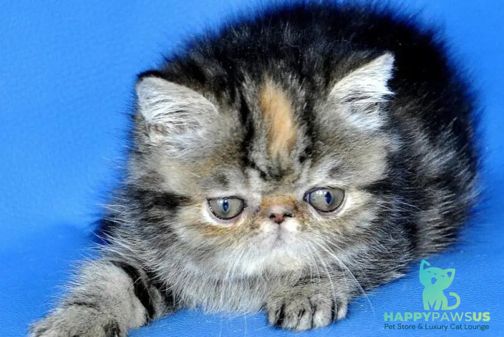 Ursula Exotic female black tortie tabby - live animals