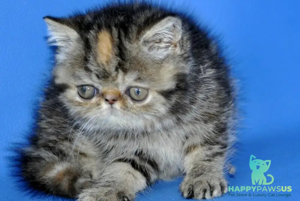 Ursula Exotic female black tortie tabby - live animals
