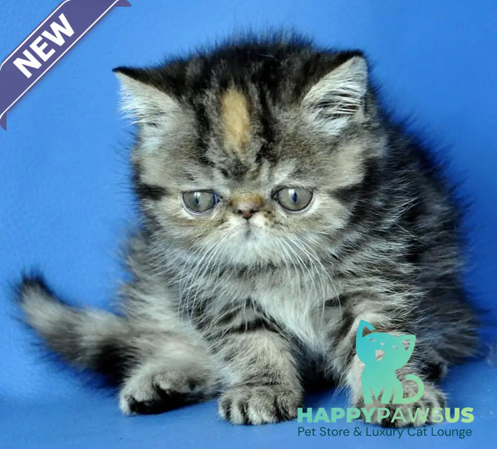 Ursula Exotic female black tortie tabby - live animals