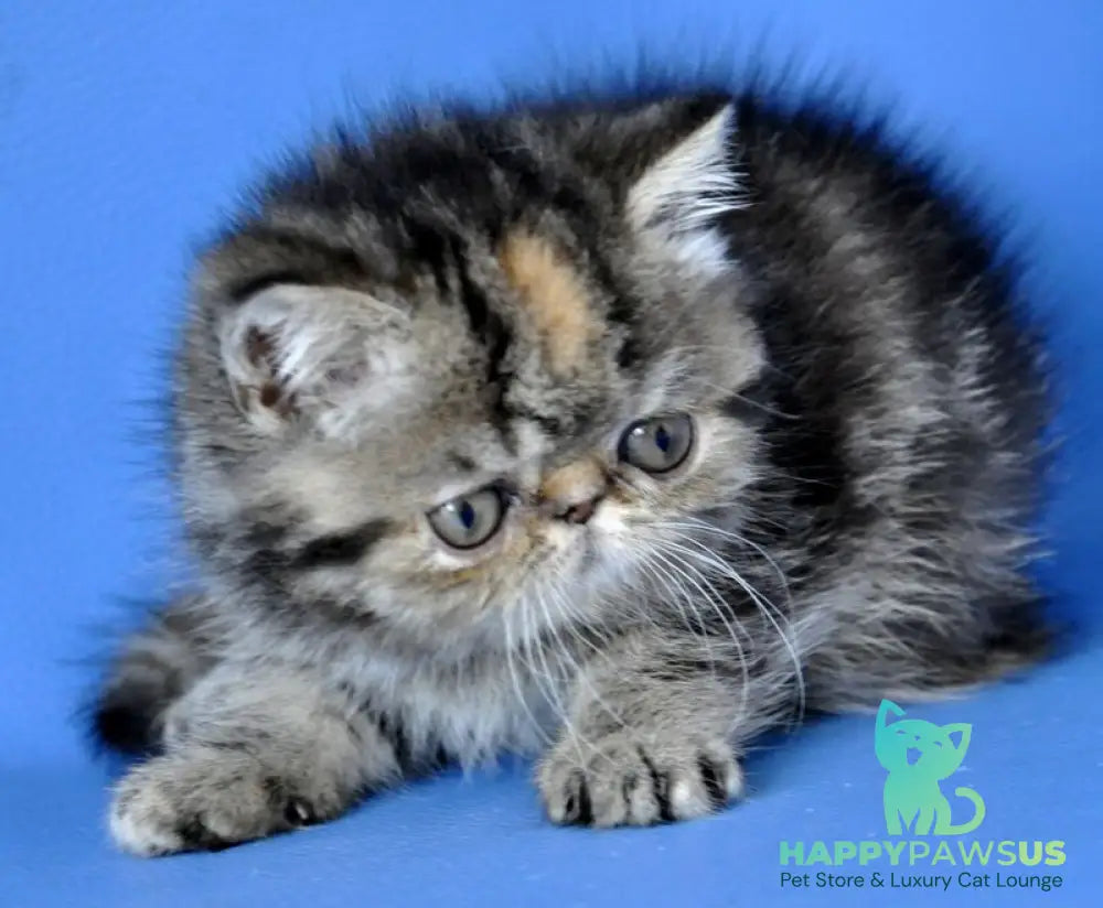 Ursula Exotic female black tortie tabby - live animals