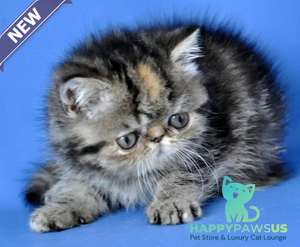 Ursula Exotic female black tortie tabby - live animals
