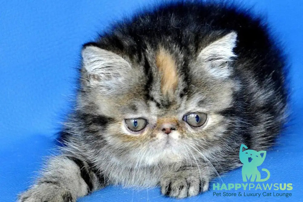 Ursula Exotic female black tortie tabby - live animals