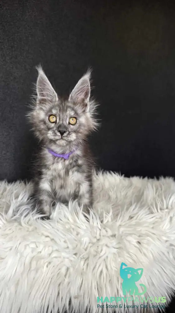 Ursula Maine Coon female black silver live animals